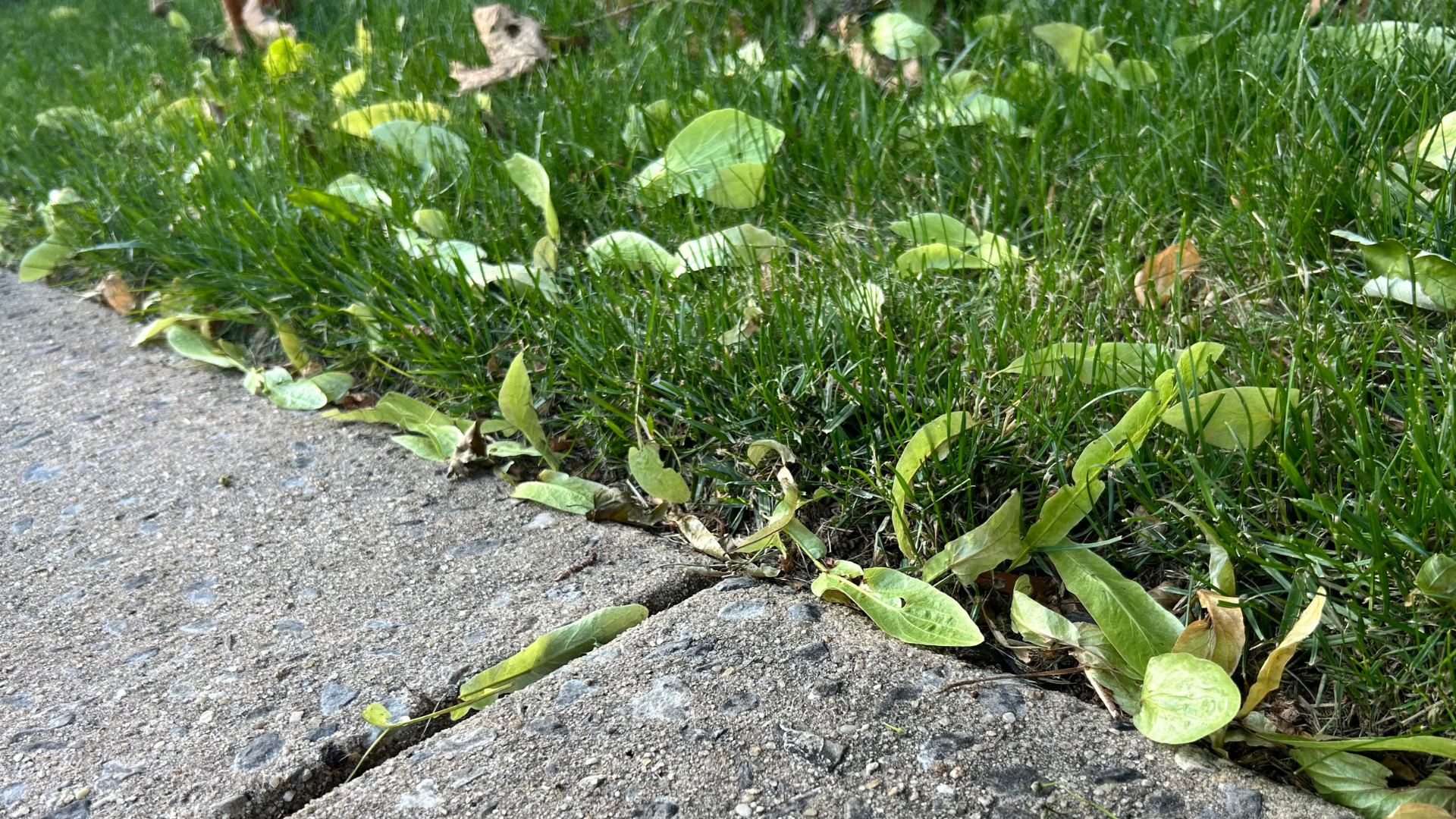 Before lawn sample